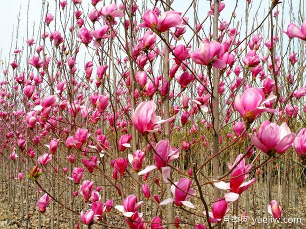 14個(gè)春天開(kāi)花的植物，觀(guān)賞花木別錯過(guò)這個(gè)機遇(圖1)