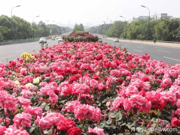 豐花月季開(kāi)花機器，稱(chēng)霸園林綠化(圖2)