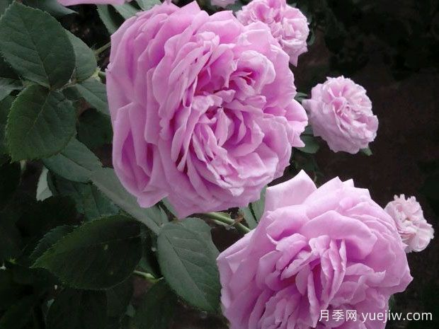 藍月季的花語(yǔ)是什么？(圖1)