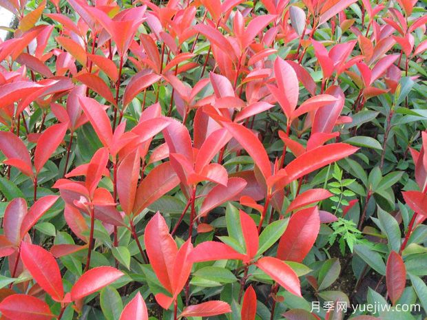 紅葉石楠每平方種植多少棵？(圖1)