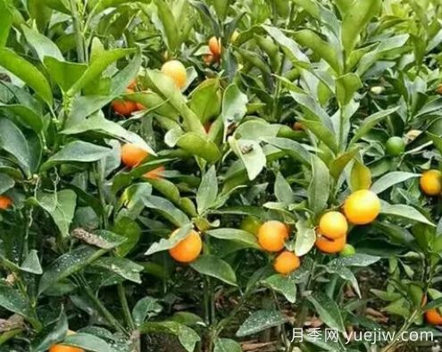 金桔樹(shù)的養殖方法和注意事項(圖1)