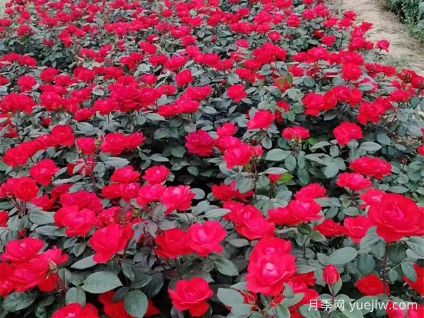 北京紅月季怎么種植？(圖2)