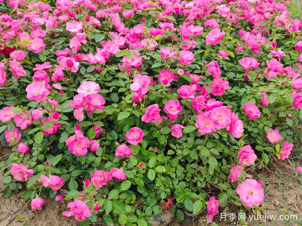 月季花如何栽培管理效果好？(圖1)