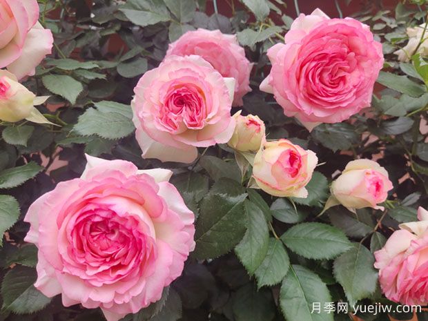 薔薇和月季怎么區分？(圖1)