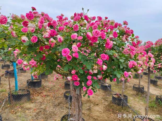 新手也能養好月季花，養好月季的5個(gè)簡(jiǎn)單步驟(圖3)