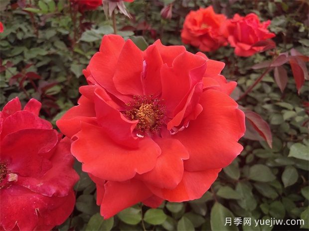 月季之韻，邂逅世間絕美的花中皇后(圖1)