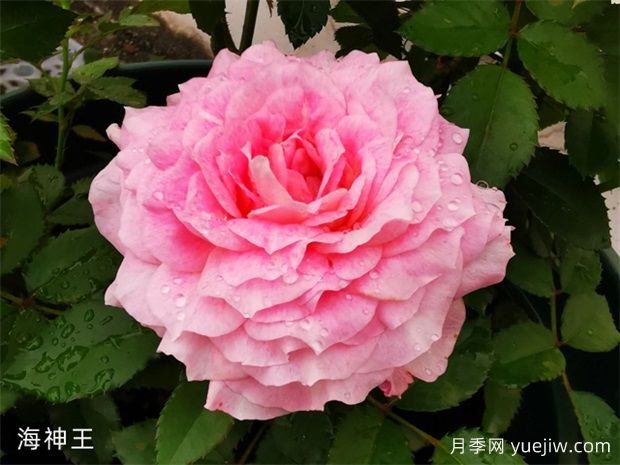 推薦3種微型月季花開(kāi)不停，園林和陽(yáng)臺都適用(圖3)