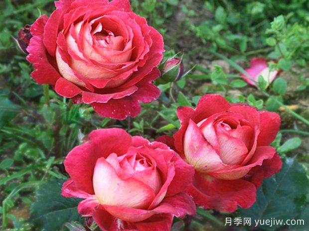馬薩德醫生月季零差評，美麗芳香近乎完美(圖1)
