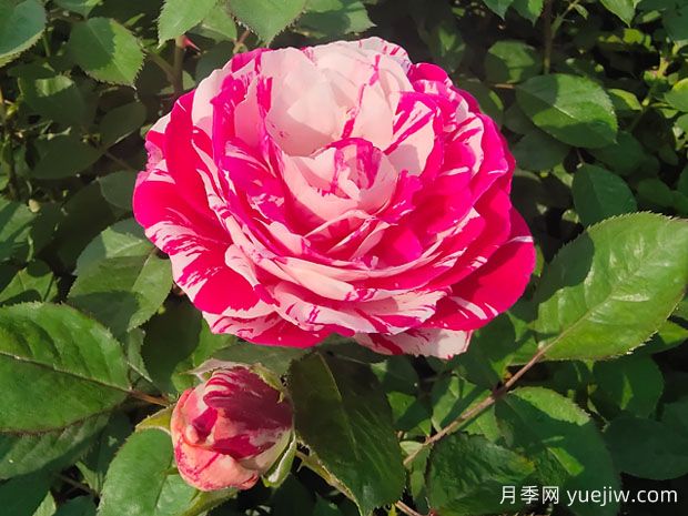一文教你區分月季、玫瑰和薔薇的細微差別(圖1)