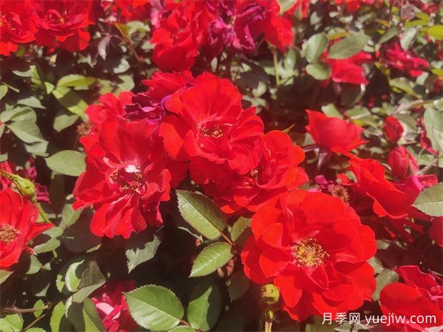 春季養月季花的三個(gè)關(guān)鍵要點(diǎn)(圖1)