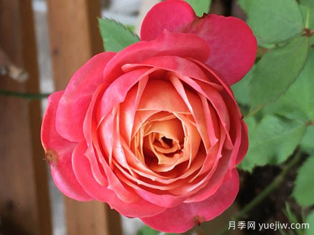 陽(yáng)臺經(jīng)典盆栽月季品種推薦(圖3)