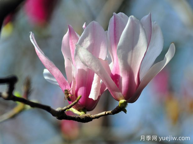 園林中常見(jiàn)的五種玉蘭，教你區別(圖2)