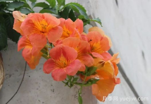 炮仗花和凌霄花的區別(圖1)