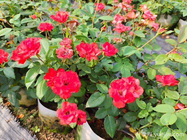 月季花換盆后要澆水嗎？(圖1)