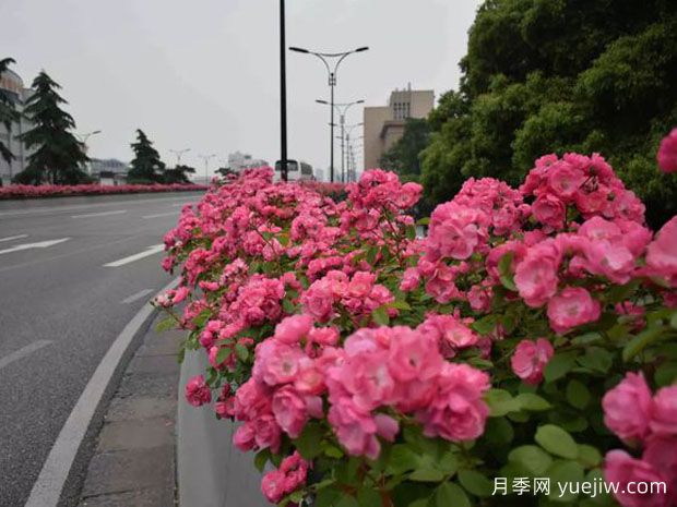 為何城市綠化帶都開(kāi)始大規模栽植月季花？(圖2)