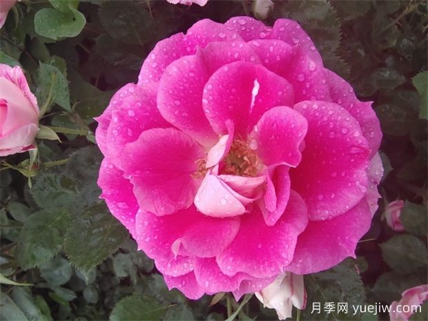 6種花，四季開(kāi)花不停，堪稱(chēng)開(kāi)花機器(圖1)