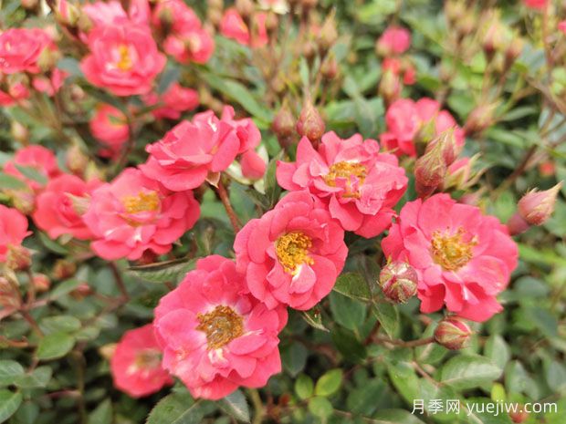 建個(gè)月季小花園，種盆栽月季，品茶賞花(圖1)