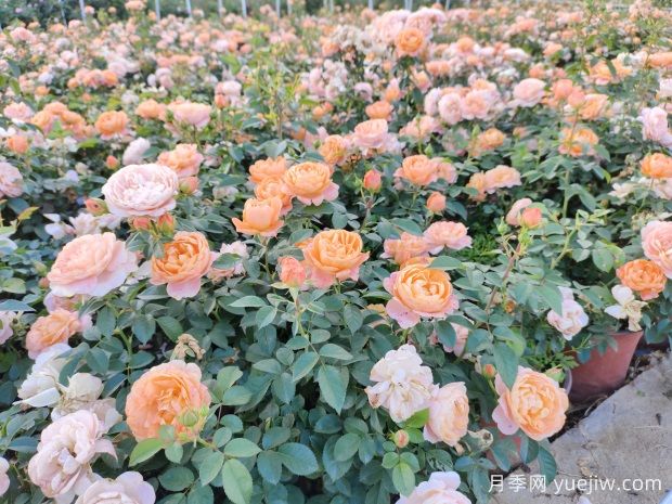 建個(gè)月季小花園，種盆栽月季，品茶賞花(圖3)