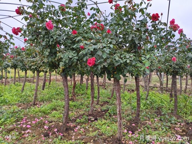 四月份園林病蟲(chóng)草害養護指南(圖1)
