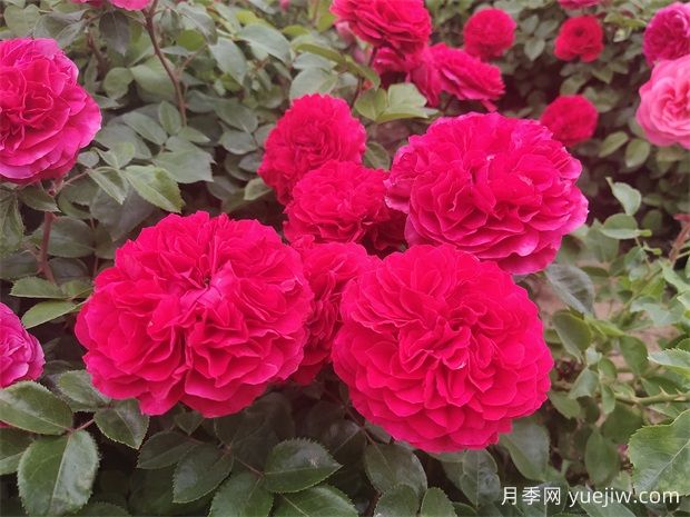 月季、玫瑰、薔薇有何區別？(圖1)