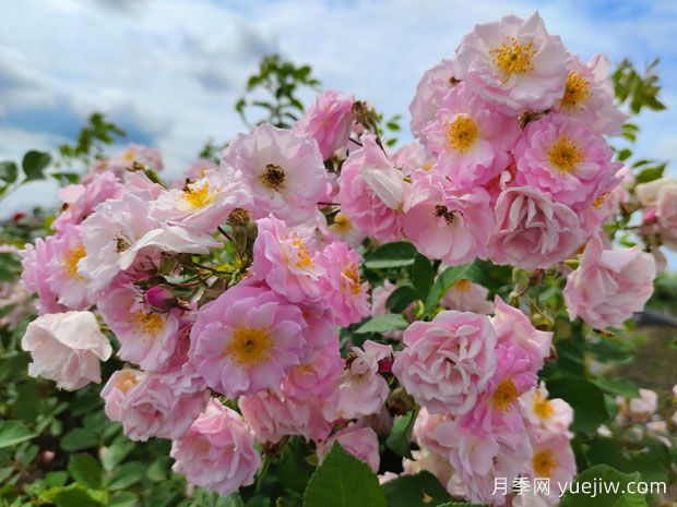 月季、玫瑰、薔薇有何區別？(圖2)