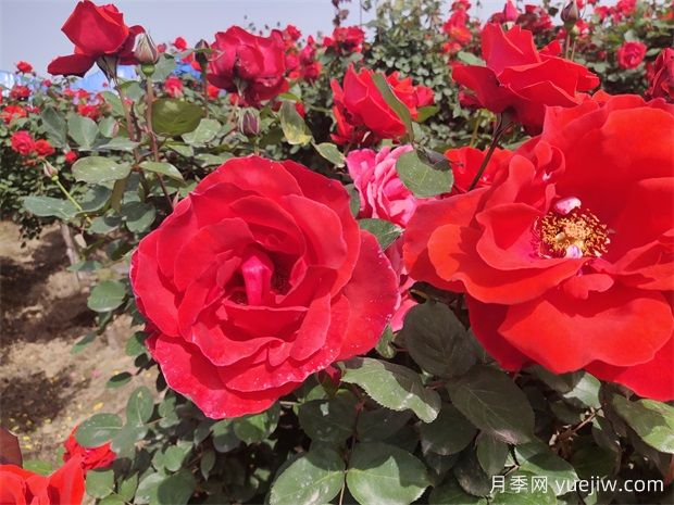 月季、玫瑰、薔薇分別是什么？如何區別？(圖1)
