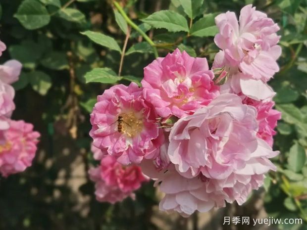 月季、玫瑰、薔薇分別是什么？如何區別？(圖2)