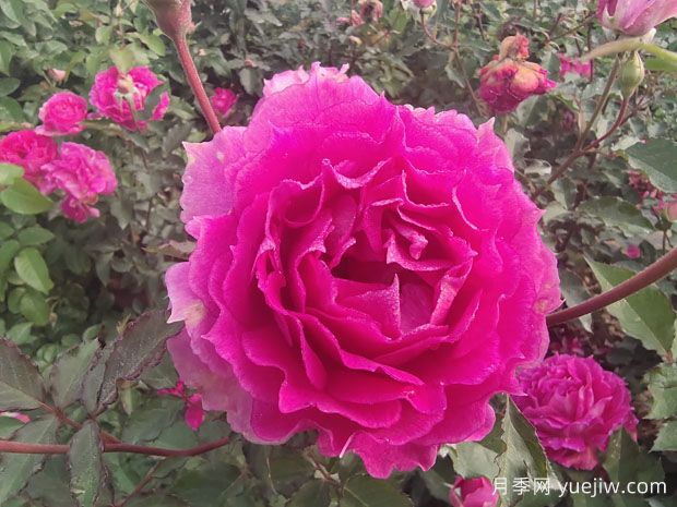 天方夜譚月季，讓陽(yáng)臺芬芳四溢(圖1)