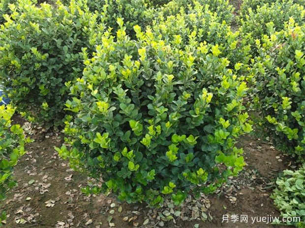 苗木九大傷根難題，你了解幾個(gè)？(圖1)