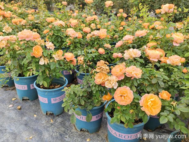 熱門(mén)網(wǎng)紅月季品種，一年能開(kāi)8個(gè)月，花大香濃(圖1)
