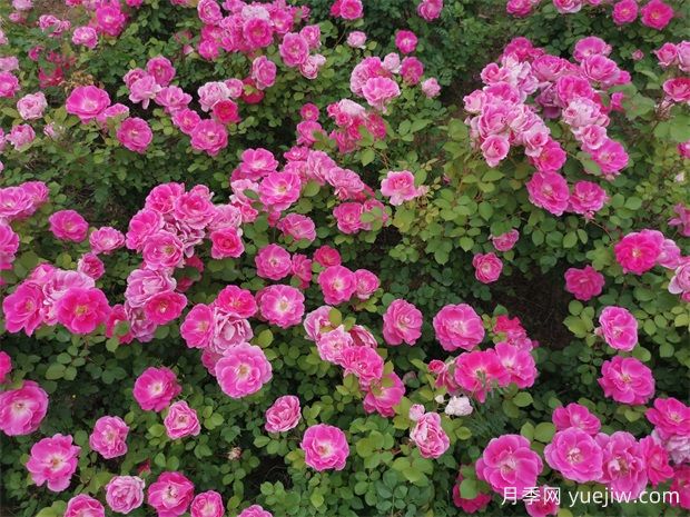 豐花月季和切花月季有什么區別？ (圖1)