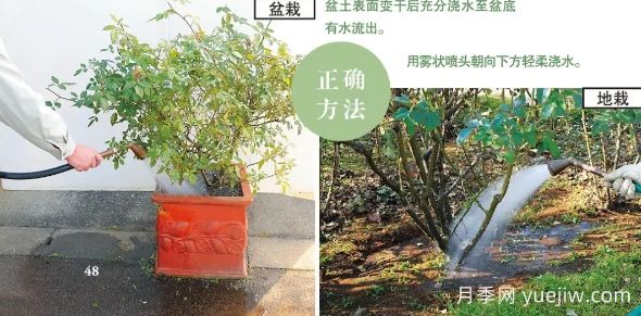 一文匯總種好月季的所有秘訣！(圖3)