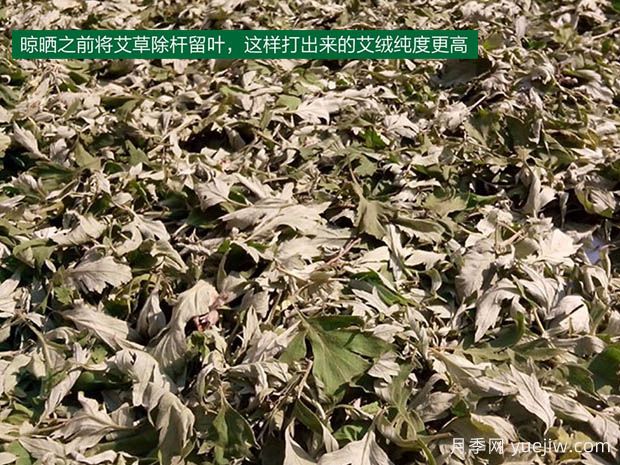 幾種收益比較穩定的中藥材(圖1)