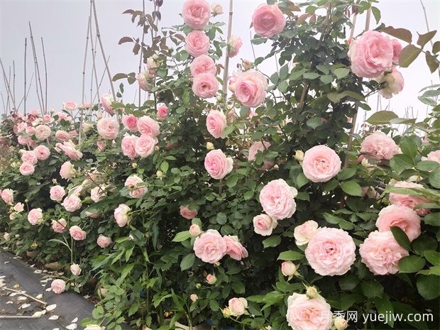 月季之美，月季花的絢爛篇章(圖1)