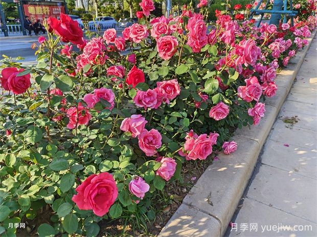 月季花在園林綠化中的妙用與養護技巧(圖1)