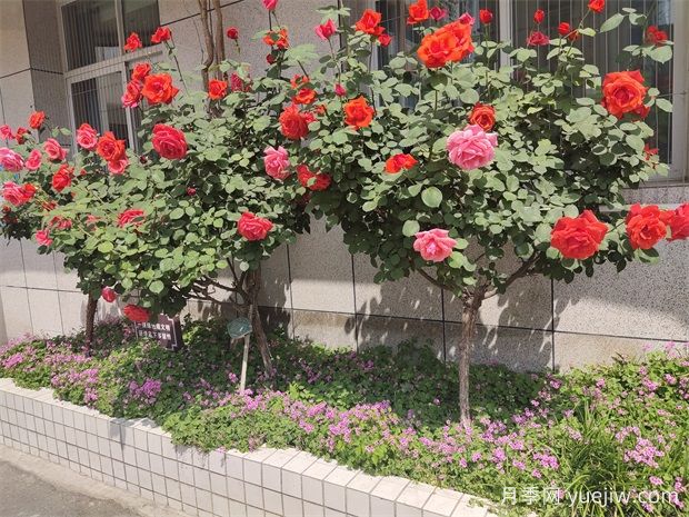 月季花在園林綠化中的妙用與養護技巧(圖3)