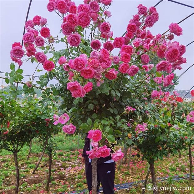 月季花花期過(guò)后怎么處理(圖1)