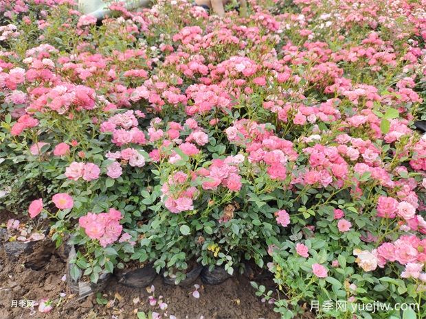 月季花大膽去追肥，以磷鉀肥為主促進(jìn)開(kāi)花量(圖2)