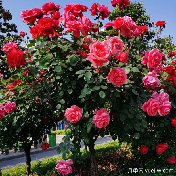 嶺南股份申請一種利用中間砧嫁接樹(shù)狀月季的方法專(zhuān)利(圖1)