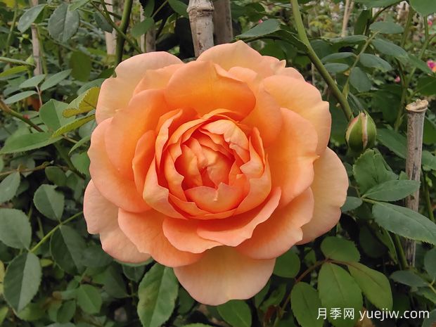 幾十個(gè)好看的月季花品種，看看有沒(méi)有你喜歡的(圖1)