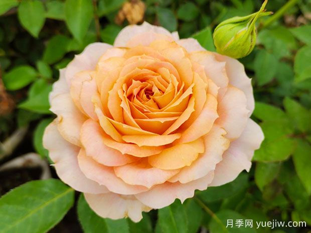幾十個(gè)好看的月季花品種，看看有沒(méi)有你喜歡的(圖3)