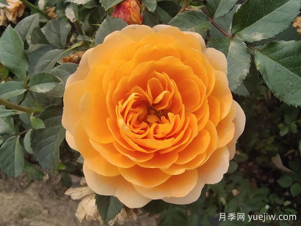 果汁陽(yáng)臺月季，適合新手種植，濃香花多花美(圖1)