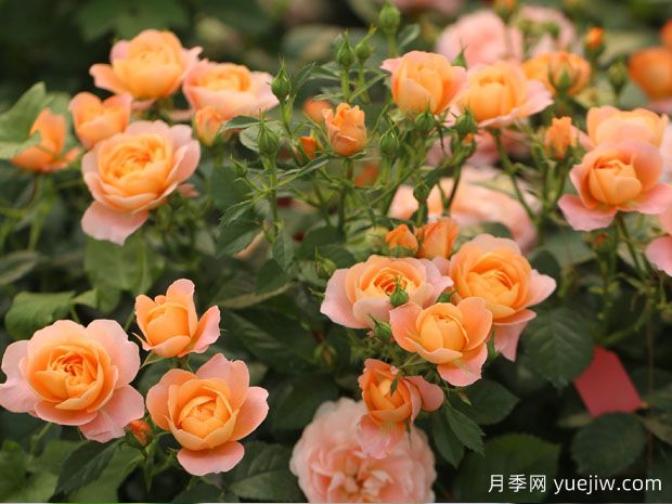 果汁陽(yáng)臺月季，適合新手種植，濃香花多花美(圖2)