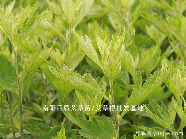 河南南陽(yáng)首屆道地中藥材產(chǎn)業(yè)大會(huì )召開(kāi)(圖1)