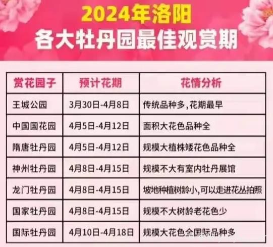 2024年洛陽(yáng)牡丹絢爛綻放，誰(shuí)與爭鋒？(圖1)
