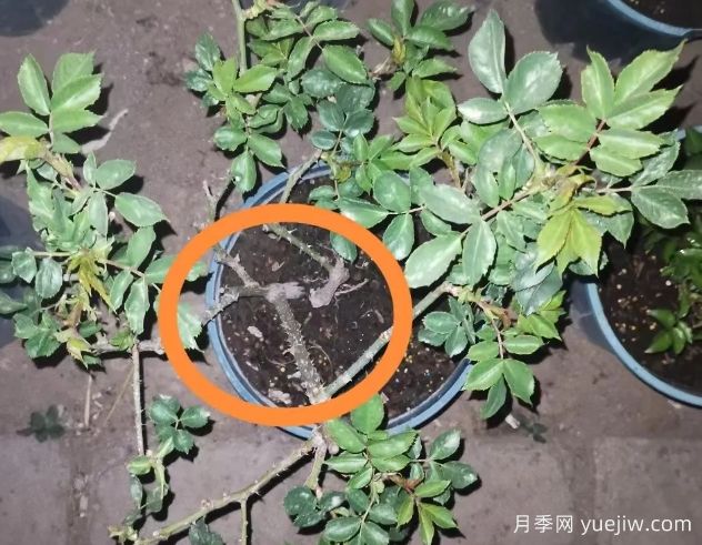 月季怎么抹芽？詳細教程來(lái)啦，照著(zhù)做，爆花很簡(jiǎn)單(圖2)
