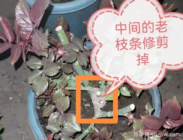 月季怎么抹芽？詳細教程來(lái)啦，照著(zhù)做，爆花很簡(jiǎn)單(圖1)