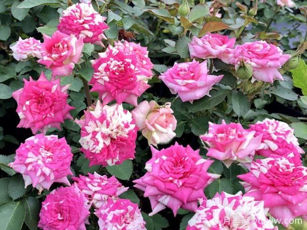 清明過(guò)后，給月季花喂點(diǎn)魚(yú)骨頭，根壯葉綠猛開(kāi)花(圖1)