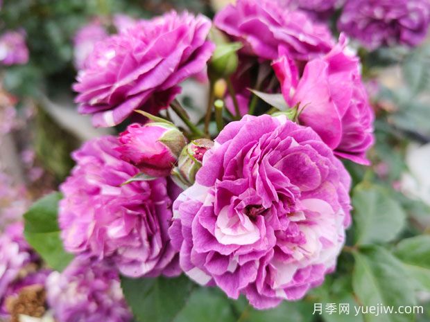 月季葉子發(fā)黃？牢記這4點(diǎn)，讓它茁壯成長(cháng)花開(kāi)滿(mǎn)枝(圖1)