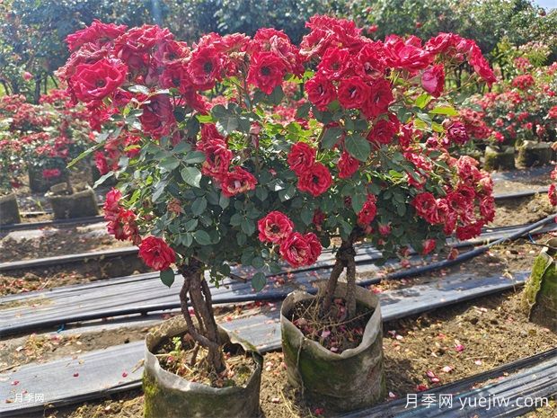 月季葉子發(fā)黃？牢記這4點(diǎn)，讓它茁壯成長(cháng)花開(kāi)滿(mǎn)枝(圖2)